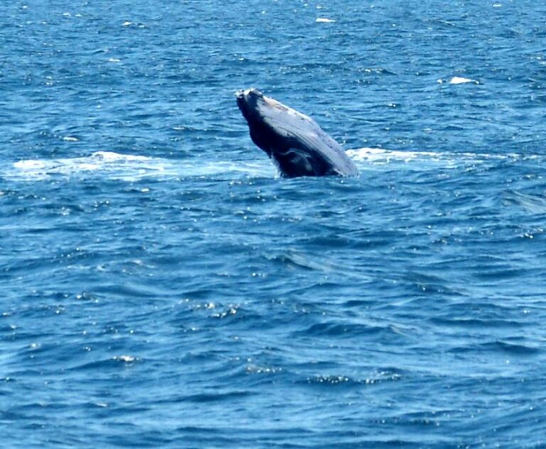 Forster Holiday Rentals by Pacific Coast Holidays in ForsterTuncurry